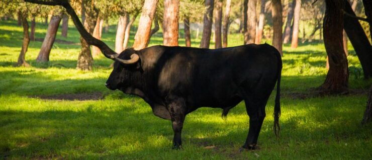 From Seville: Half-Day Bull Breeding Farm Tour - Activity Details