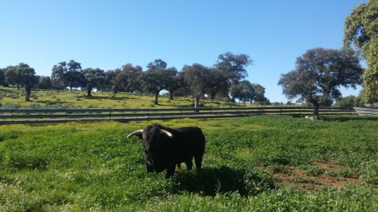 From Seville: Half-Day Bull Breeding Farm Tour - Experience at the Bull Breeding Farm