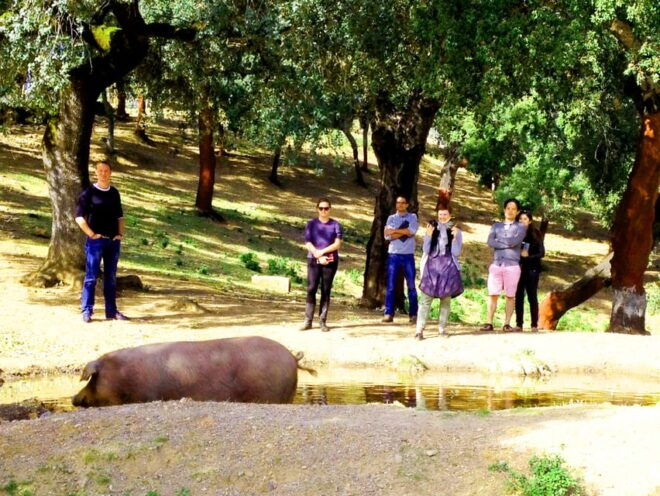 From Seville: Iberian Ham Full-Day Tour to Aracena - Tour Feedback and Reviews