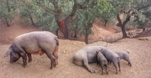From Seville: Iberian Ham Full-Day Tour to Aracena - Frequently Asked Questions
