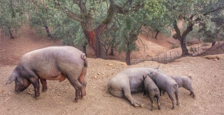 From Seville: Iberian Ham Full-Day Tour to Aracena - Experience Highlights