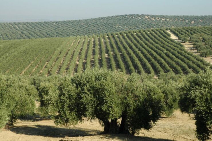 From Seville: Olive Oil Farm Tour - Activity Details