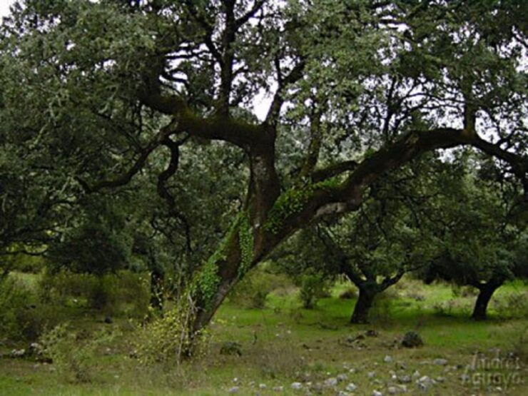 From Seville: Private Day Trip to Ronda and Granada - Experience Highlights