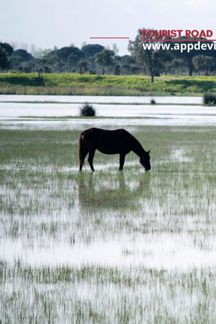 From Seville: Private Tour Doñana & Christopher Columbus - Private Transport