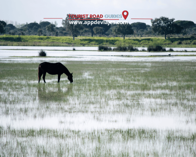 From Seville: Private Tour Doñana & Christopher Columbus - Guided Visits