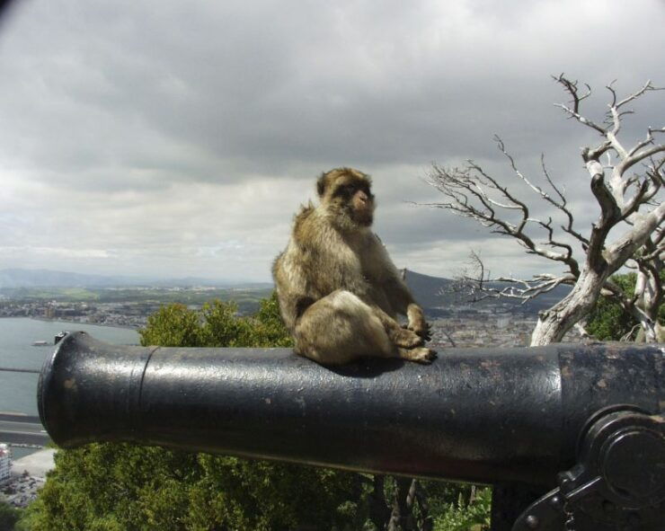 From Seville: Private Tour of Gibraltar - Tour Experience