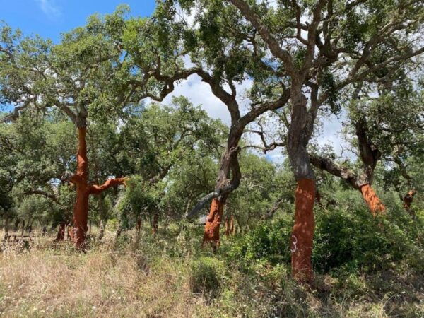 From Seville to the Algarve;Guided, Private Scenic Road Trip - Frequently Asked Questions