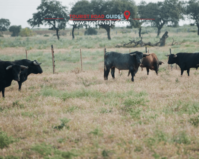 From Seville: Tour of Seville & Livestock Bullfighting Lidia - Pickup and Duration