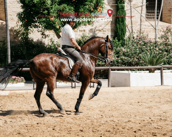 From Seville: Tour Private Brandy De Jerez & Yeguada - Booking Information