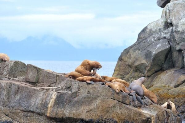 From Seward: Half-Day Resurrection Bay Wildlife Cruise Tour - Additional Activities or Tours