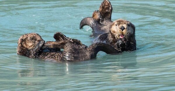 From Seward: Half-Day Resurrection Bay Wildlife Cruise Tour - Customer Reviews