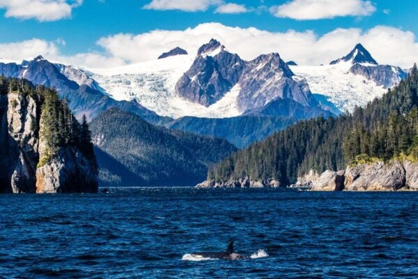 From Seward: Half-Day Resurrection Bay Wildlife Cruise Tour - Review Summary