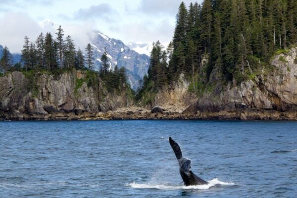 From Seward: Half-Day Resurrection Bay Wildlife Cruise Tour - Common Questions