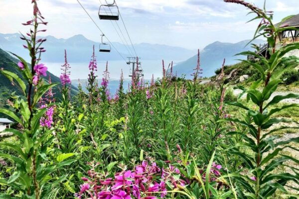 From Seward or Whittier: Guided Craft Tour and Ship Transfer - Aerial Tram and Lunch