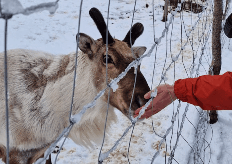 From Seyðisfjörður: Stuðlagil Canyon and Reindeer Park Tour - Good To Know: