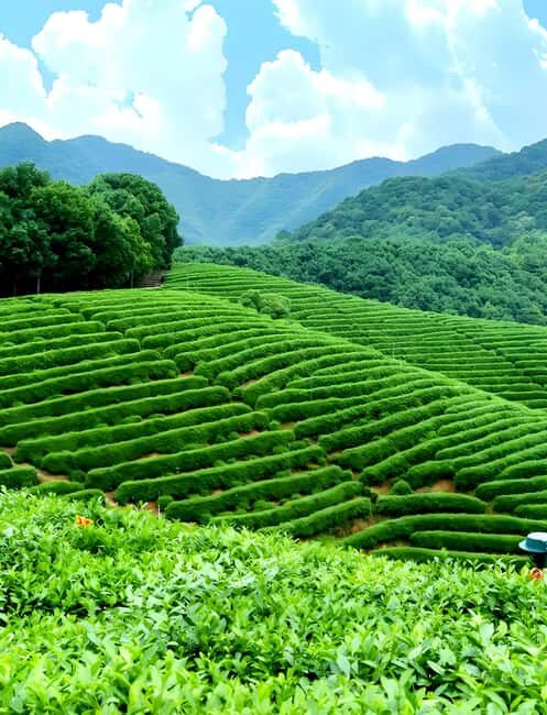 From Shanghai: 7-Day Tour to Huangshan, Hangzhou & Wuzhen - Practical Aspects and Value