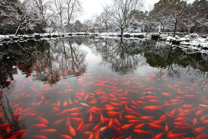 From Shanghai: Hangzhou Private Day Trip by Bullet Train - Who Should Take This Tour?