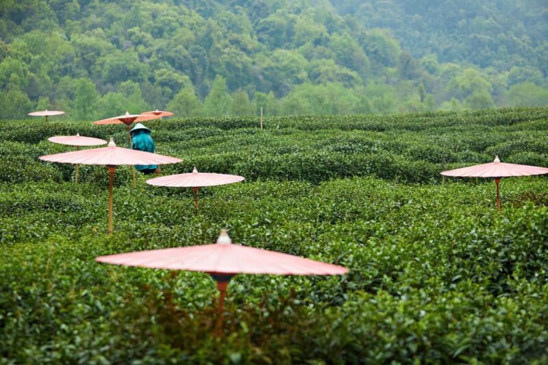 From Shanghai: Hangzhou Private Day Trip by Bullet Train - FAQ