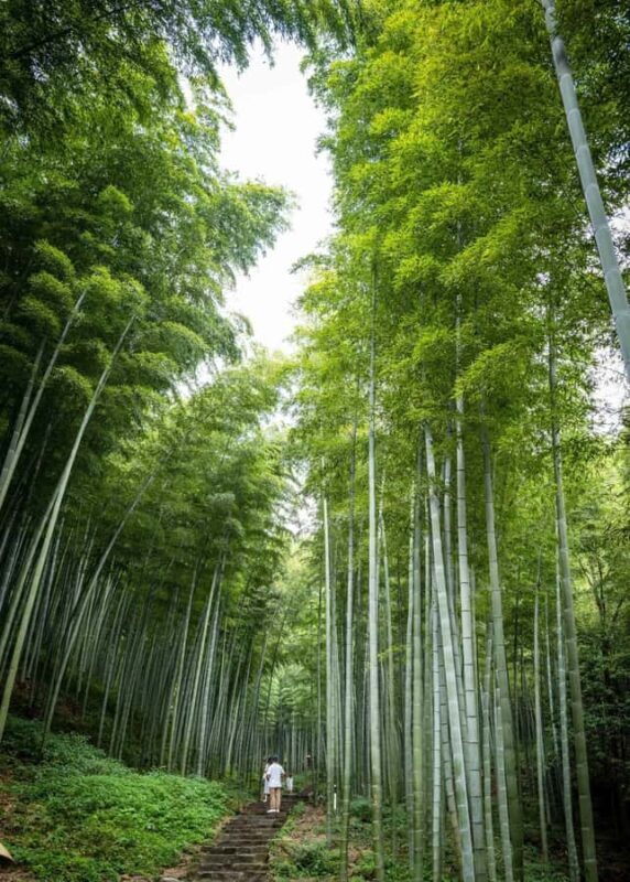 From Shanghai: Yixing Bamboo Sea and Zisha Pottery Day Trip - Good To Know