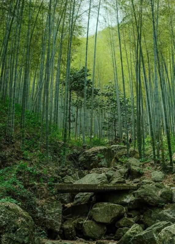 From Shanghai: Yixing Bamboo Sea and Zisha Pottery Day Trip - What We Love About This Tour