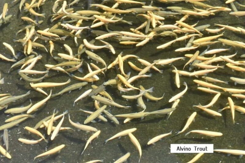 From Shinfuji: Fuji Nature Tour with Guide and Vehicle - Good To Know