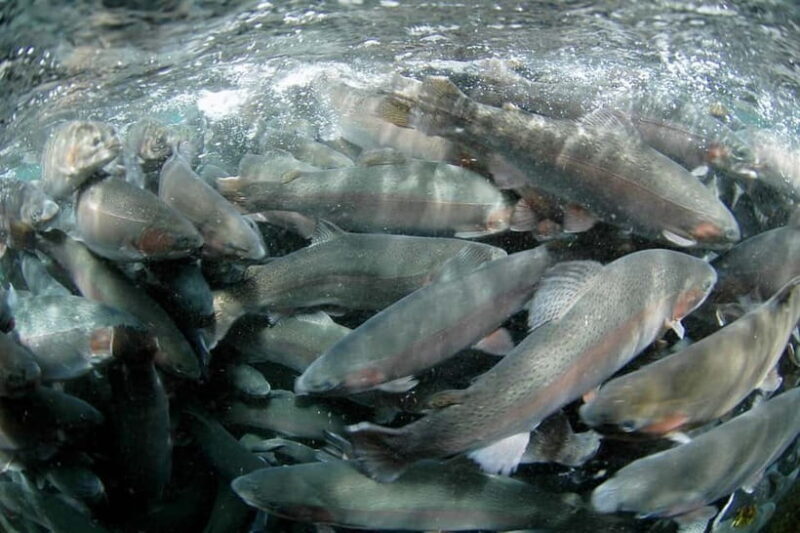 From Shinfuji: Fuji Nature Tour with Guide and Vehicle - Fuji Trout Farm: Local Cuisine & Culture