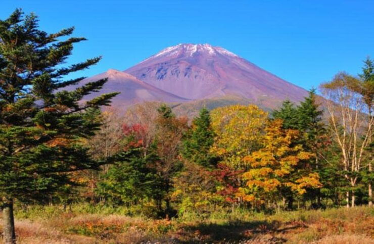 From Shinjuku : Mt. Fuji and Shine Muscat Picking 1day Tour - Good To Know