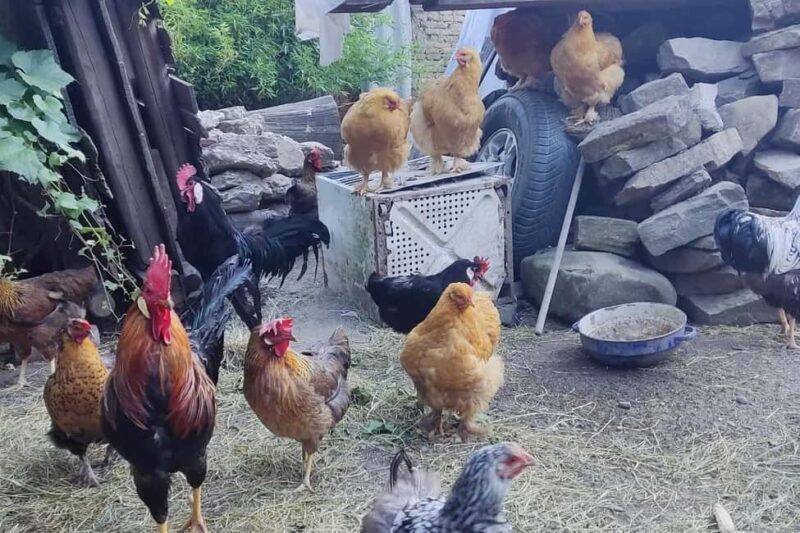 From Sibiu: Rural Gastronomy & Village Crafts around Biertan - Practical Details