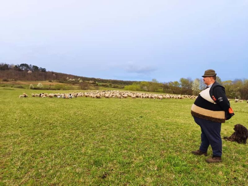 From Sibiu: Villages, Farm Life & Horse Carriage Ride - Transportation and Group Size