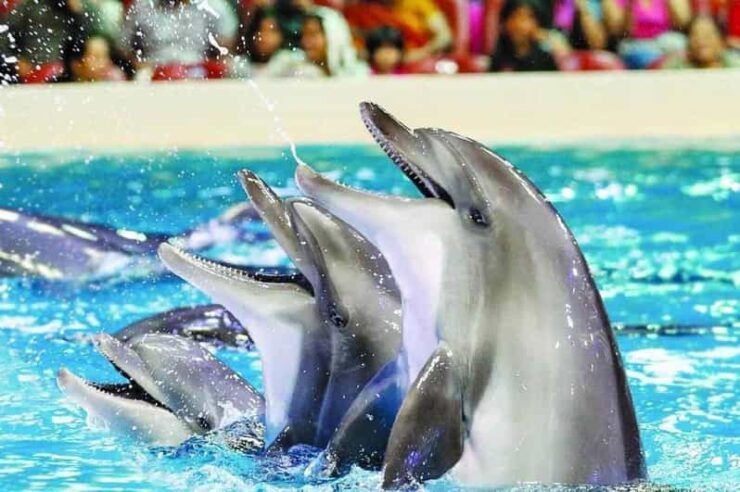 From Side: Dolphin and Seal Show Ticket With Hotel Transfers - Key Points