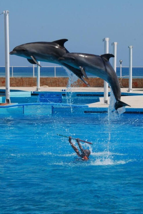 From Side: Dolphin and Seal Show Ticket With Hotel Transfers - Experience Highlights