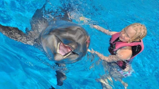 From Side: Dolphin and Seal Show Ticket With Hotel Transfers - Transportation Details