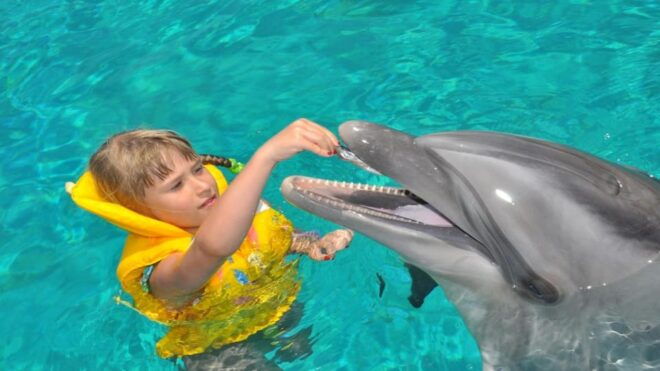 From Side: Dolphin and Seal Show Ticket With Hotel Transfers - Participant Age Requirements