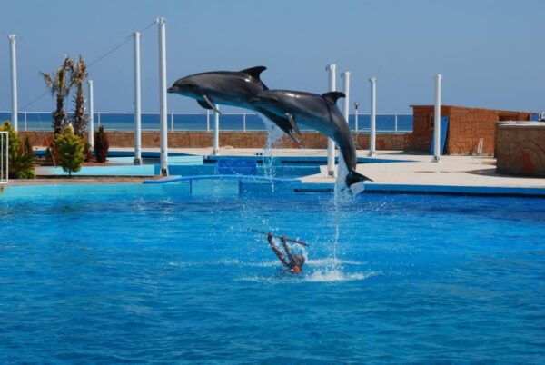 From Side: Dolphin and Seal Show Ticket With Hotel Transfers - Language Options Available