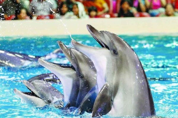 From Side: Dolphin and Seal Show Ticket With Hotel Transfers - Customer Feedback Summary