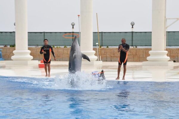 From Side: Dolphin and Seal Show Ticket With Hotel Transfers - Tips for a Successful Visit