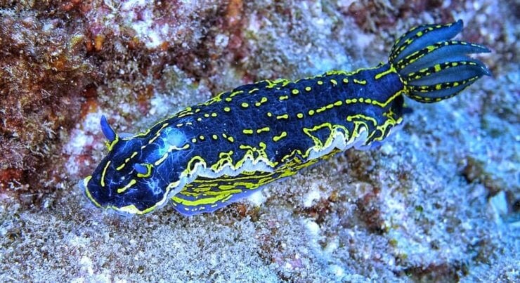 From Side: Guided Scuba Diving in Alanya W/ Lunch & Transfer - Pricing and Booking