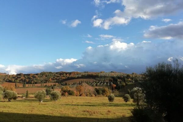 From Siena: Brunello Di Montalcino Guided Wine Tour W/ Lunch - Directions and How to Book
