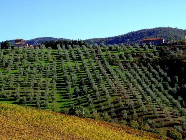 From Siena: Chianti and Castles Tour With Wine Tastings - The Sum Up