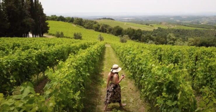 From Siena/Chianti: Dinner & Drinks in the Chianti Vineyards - Experience Highlights