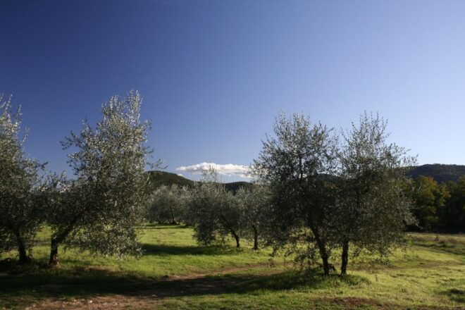 From Siena: Chianti Wine Tour With Lunch - Full Description