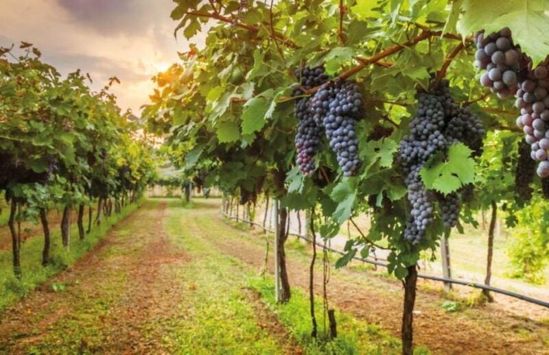 From Siena: San Gimignano, Chianti, and Montalcino Day Trip - FAQs