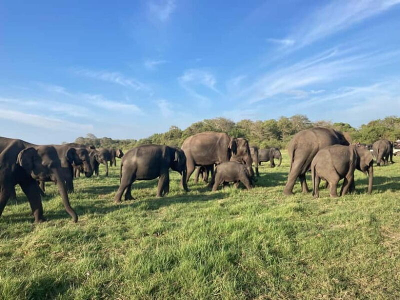 From Sigiriya/Habarana: Minneriya National Park Safari - Final Thoughts