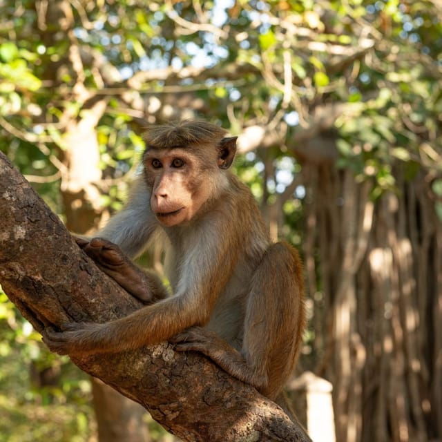 From Sigiriya : Hurulu Eco Park Safari : All Inclusive - Experience the Safari