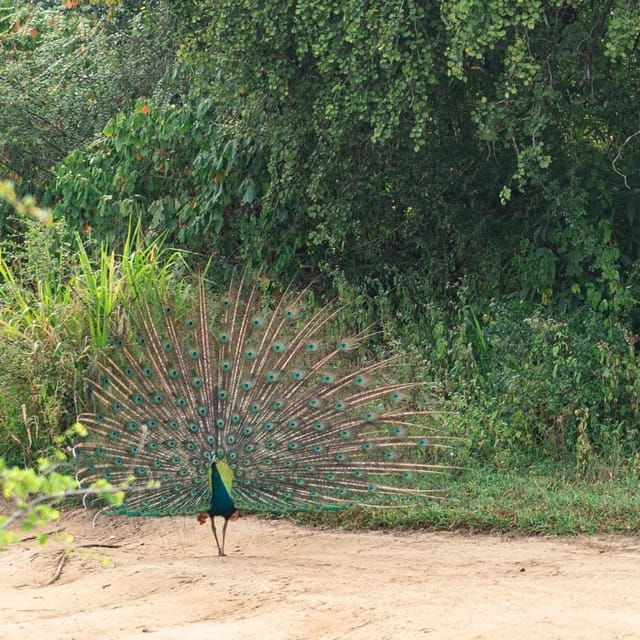 From Sigiriya : Hurulu Eco Park Safari : All Inclusive - Encountering Wildlife