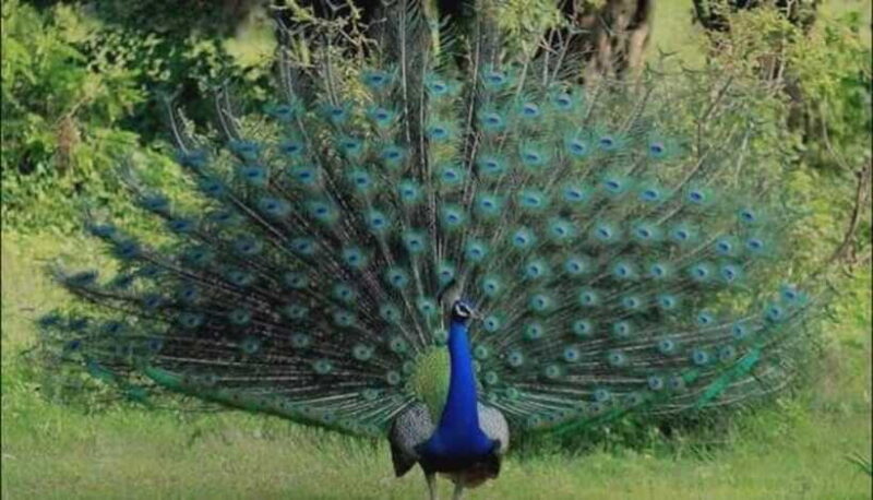 From Sigiriya : Kaudulla National Park Elephant Jeep Safari - FAQs