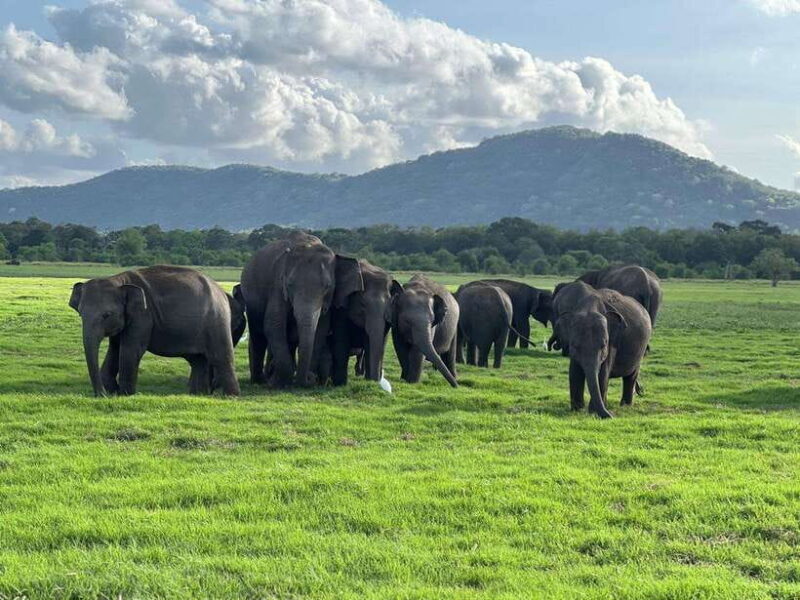 From Sigiriya: Kaudulla National Park Half-Day Jeep Safari - Price and Value