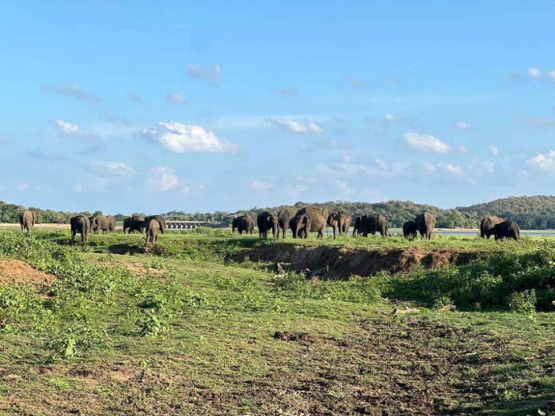 From Sigiriya: Kaudulla National Park Half-Day Jeep Safari - Practical Details & What to Bring