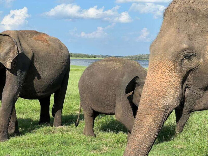 From Sigiriya: Kaudulla National Park Half-Day Jeep Safari - FAQs