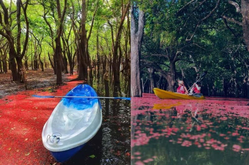 From Sigiriya: Kayaking Through Floating Flowers at Kanthale - Practical Details: What You Need to Know